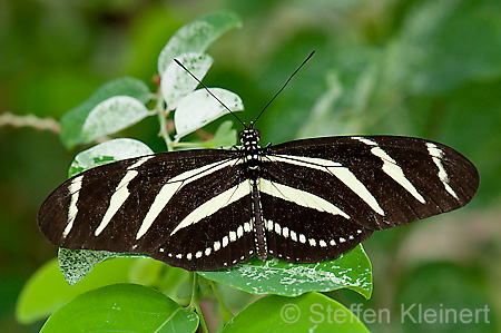 043 Zebra-Falter - Heliconius charitonius